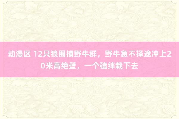 动漫区 12只狼围捕野牛群，野牛急不择途冲上20米高绝壁，一个磕绊栽下去