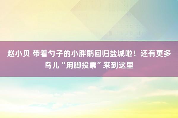 赵小贝 带着勺子的小胖鹬回归盐城啦！还有更多鸟儿“用脚投票”来到这里